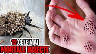 12 Cele Mai MORTALE Insecte