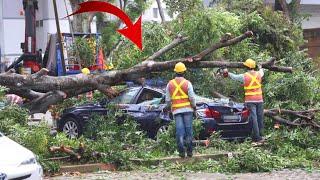 Top 10 Dangerous Tree Felling Fails With Chainsaw ! Idiots Tree Falling Skills