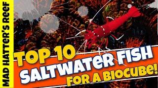 Top 10 Saltwater Fish for a 32 Gallon Biocube