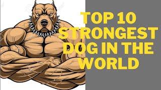 top 10 strongest dog in the world#viralvideo#Doghome#channel ,full information in discription