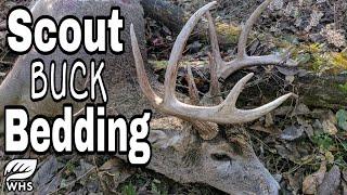 TOP 5 BUCK BEDDING HABITAT