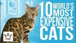 The 10 Most Beautiful Cat Breeds in the World Top 10 Domesticated Cat Breeds Top 10 Cats In world