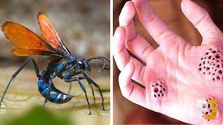 10 Worst Animal Stings And What They Do