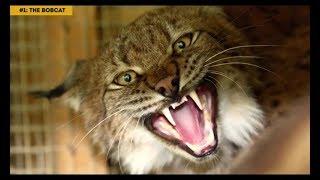 Top 10 Most Dangerous Cat Breeds