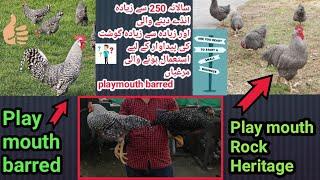 Play mouth rock | play mouth barred| All information|top 10 hen for eggs and meat|eggs and meat farm