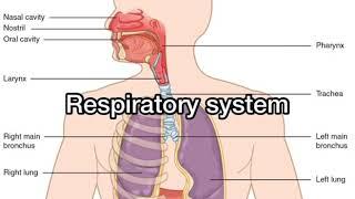 Top 5 organ systems