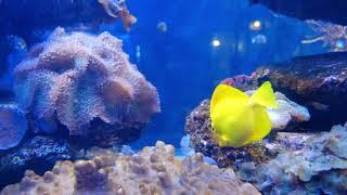 #top 10 under water fishes #top ten #fishes #underwater #4kultra  #fishinglife