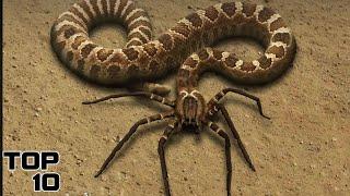 Top 10 Creepy Animal Hybrids That Actually Exist