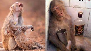 जानवरों के इन 6 अजीबो-गरीब बर्ताव को देखकर दंग है पूरी दुनिया | Top 6 Animals Weird Behavior