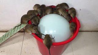 10 souris dans piège à rats piégé | Beste Ideen für Rattenfallen | Top 10 piège à souris électrique