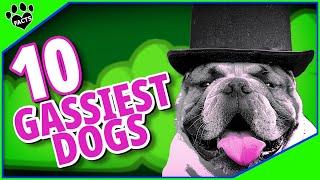 10 Gassy Dog Breeds - Dogs with the Worst Farts