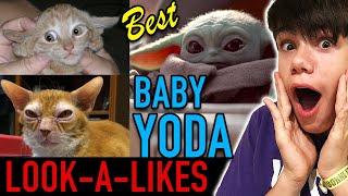 Top 10 Baby Yoda Look-A-Likes