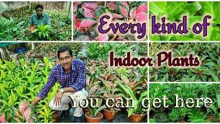 Malina Nursery : Every kind of Indoor Plants you can buy in Wholesale prices