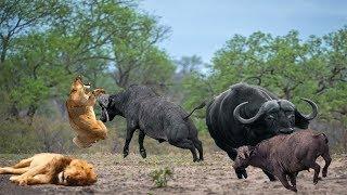 AMAZING: WHEN THE LION ATTACKS HER BABY, THE MOTHER BUFFALO WILL USE HER LIFE TO PROTECT HER CHILD