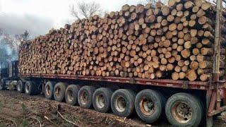 10 Amazing Dangerous Idiots Biggest Logging Wood Truck Fastest MAXIMUM Heavy Equipment Working