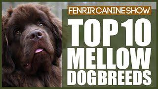 TOP 10 MELLOW DOG BREEDS