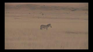 Zebra Hunting in Tanzania Maasai Land by African Safari Photo