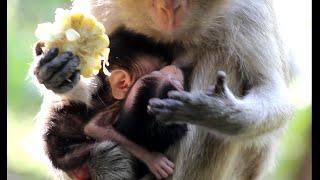 Feeding Moy and Pee's Mother for getting milk's Twin baby Monkeys