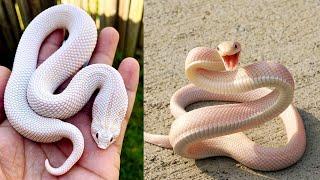 Top 10 Most Beautiful Snakes In The World