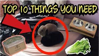 TOP 10 THINGS YOU NEED WHEN GETTING A BUNNY.