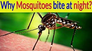 Why Mosquitoes bite more at night?। TOP GENERAL KNOWLEDGE-10