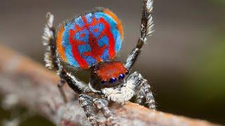 Top 10 Bizarre Spiders