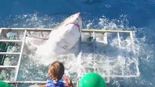 10 Shark Diving Gone Wrong