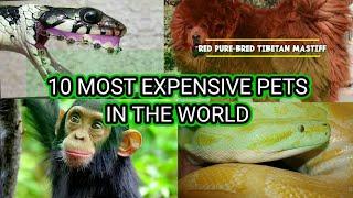 Top 10 Most Expensive Pets in The World || Top 10 Most Expensive Animals in The World ||