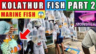 Kolathur Fish Market Chennai | Monster Fish, Aquarium Shark, Marine Fish, Arapaima Galiff Part 2