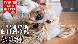 ल्हासा एप्सो - के बारे में 10 महत्तपूर्ण बातें। || Lhasa Apso - Top 10 Facts in Hindi || DF