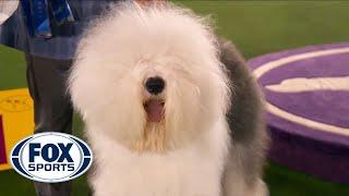 Connor, the Old English Sheepdog, wins the blue ribbon in the Herding Group | FOX SPORTS