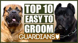 TOP 10 EASY TO GROOM GUARD DOG BREEDS!