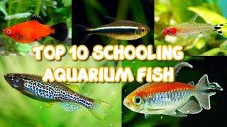 Top 10 Best Schooling Aquarium Fish For Beginners