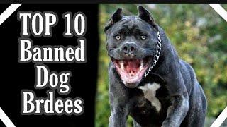 TOP 10 Banned  Dogs in the world || KP dogs Information