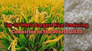 Top 10 World Largest || Rice Producing Countries in the World 2020