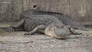 Large alligator walking in New Orleans' Lakeview