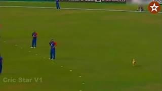 Top #10 Animal Attacks on Cricket field !! Funny Compilations