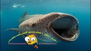 Top10 information peaceful shark اهم 10معلومات عن القرش (بهلول) المسالم وصديق الانسان مهدد بالانقراض