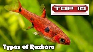 Top 10 Pesci Rasbora 