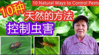 10 种天然的方法控制虫害 | Top10 Natural Ways to Control Pests （English Captions)