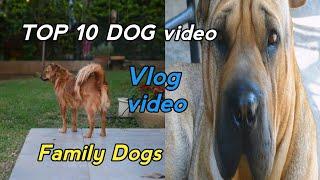 Top 10 Dogs | Sheersh 10 Kutte Vlog Video | Family Dog