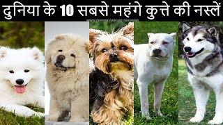 दुनिया के 10 सबसे महंगे कुत्ते की नस्लें | Top 10 Most Expensive Dog Breeds In The World 2020