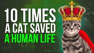 Top 10 Times A Cat Saved A Human Life