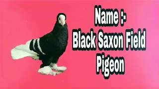 Top 10 Beautiful Pigeon Bird And Name