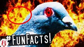 AMAZING! TOP 10 Incredible Fun Facts About Pigeons #OMG #pigeon #birds