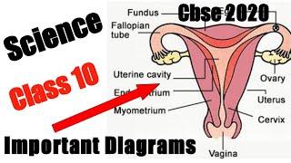 Science Class 10 important Diagrams/ Questions, Cbse Board Science Class 10 Important Figures