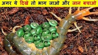 दुनिया का सबसे आक्रामक और गुस्सैल जीव, इंसान के कान में घुस जाता है | Giant Centipede