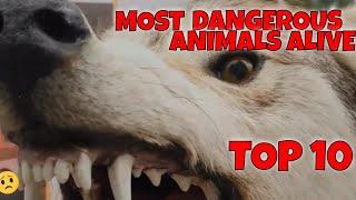 Top 10 most deadliest wild life on Earth | Beautiful and dangerous