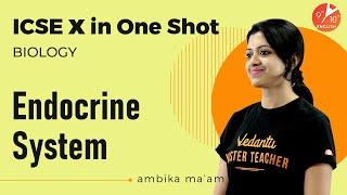 Endocrine System in One Shot | ICSE Class 10 Biology Chapter 12 | Selina | Vedantu 9 and 10 English