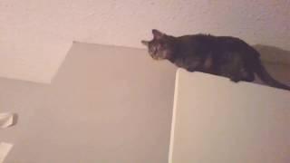 Cat found on top of door